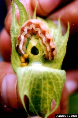 old world bollworm, cotton bollworm (Helicoverpa armigera ) on cotton (Gossypium hirsutum ) - 5082068