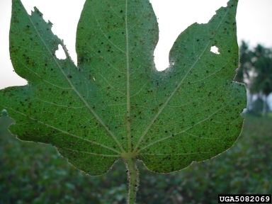 cotton aphid (Aphis gossypii ) on cotton (Gossypium hirsutum ) - 5082069