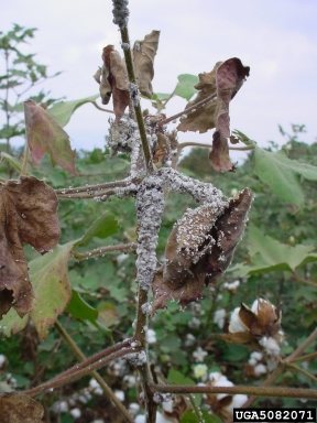 mealybugs (Maconellicoccus spp. ) on cotton (Gossypium hirsutum ) - 5082071