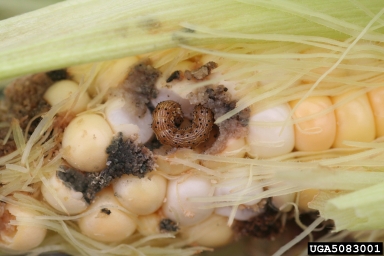 bollworm (Helicoverpa zea ) on corn (Zea mays ) - 5083001