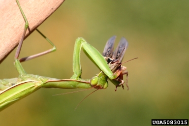 European mantid, Mantis religiosa  (Mantodea: Mantidae) - 5083015