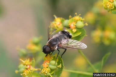 bee fly, Villa lateralis  (Diptera: Bombyliidae) - 5083062