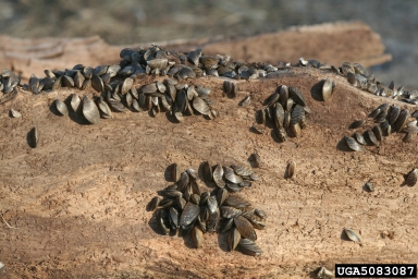 zebra mussel, Dreissena polymorpha  (Veneroida: Dreissenidae) - 5083087