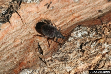 rough strawberry root weevil, Otiorhynchus rugosostriatus  (Coleoptera: Curculionidae) - 5083099