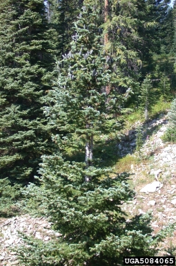 subalpine fir, Abies lasiocarpa var. lasiocarpa (Pinales: Pinaceae) - 5084065