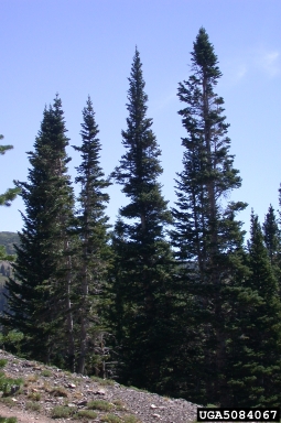 subalpine fir, Abies lasiocarpa var. lasiocarpa (Pinales: Pinaceae) - 5084067