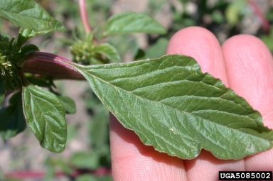 redroot pigweed, Amaranthus retroflexus  (Caryophyllales: Amaranthaceae) - 5085002