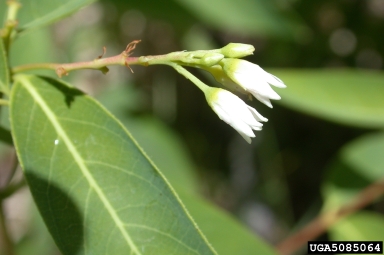 hemp dogbane, Apocynum cannabinum  (Gentianales: Apocynaceae) - 5085064