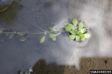 waterstarwort, Callitriche palustris  (Callitrichales: Callitrichaceae) - 5088099
