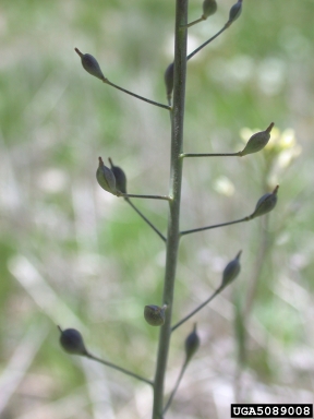 smallseed falseflax, Camelina microcarpa  (Capparales: Brassicaceae) - 5089008