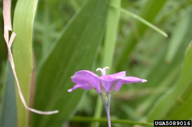 Parry's bellflower, Campanula parryi  (Campanulales: Campanulaceae) - 5089016