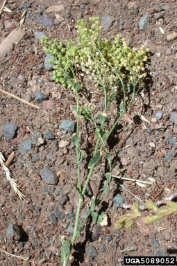 hairy whitetop, Cardaria pubescens  (Capparales: Brassicaceae) - 5089052
