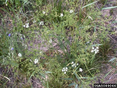 common caraway, Carum carvi  (Apiales: Apiaceae) - 5089066