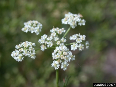 common caraway, Carum carvi  (Apiales: Apiaceae) - 5089067