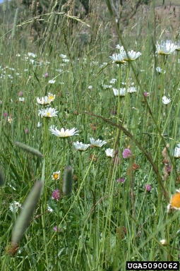 oxeye daisy, Leucanthemum vulgare  (Asterales: Asteraceae) - 5090062