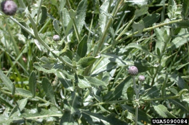 Canada thistle, Cirsium arvense  (Asterales: Asteraceae) - 5090084
