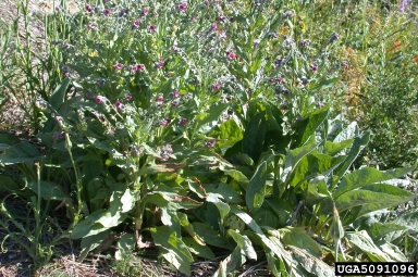 houndstongue, Cynoglossum officinale  (Lamiales: Boraginaceae) - 5091096