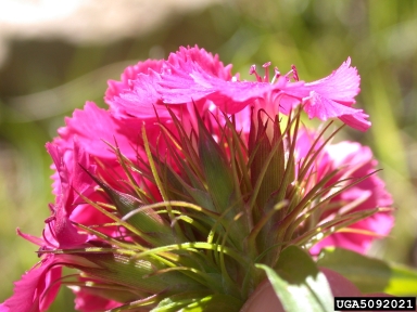 carnation, Dianthus spp.  (Caryophyllales: Caryophyllaceae) - 5092021