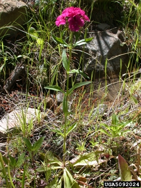 carnation, Dianthus spp.  (Caryophyllales: Caryophyllaceae) - 5092024