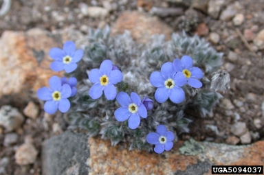 arctic alpine forget-me-not, Eritrichium nanum aretioides (Lamiales: Boraginaceae) - 5094037