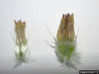 blanketflower, Gaillardia aristata  (Asterales: Asteraceae) - 5094079