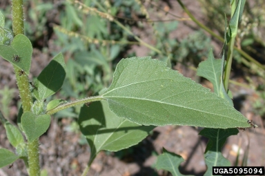 common sunflower, Helianthus annuus  (Asterales: Asteraceae) - 5095094