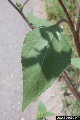 common sunflower, Helianthus annuus  (Asterales: Asteraceae) - 5095097