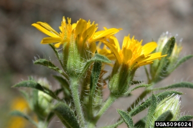hairy false goldenaster, Heterotheca villosa  (Asterales: Asteraceae) - 5096024