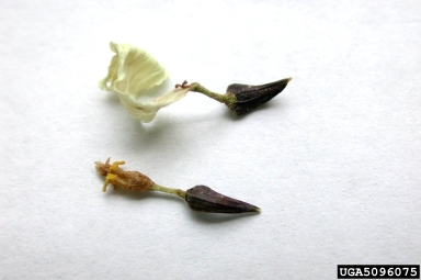Newberry's hymenopappus, Hymenopappus newberryi  (Asterales: Asteraceae) - 5096075