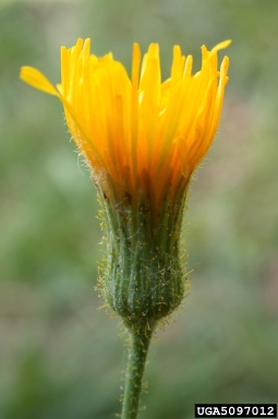 tall lettuce, Lactuca canadensis  (Asterales: Asteraceae) - 5097012