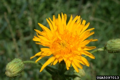 tall lettuce, Lactuca canadensis  (Asterales: Asteraceae) - 5097013