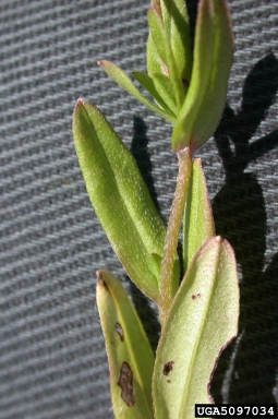 European sticktight, Lappula squarrosa  (Lamiales: Boraginaceae) - 5097034