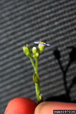 European sticktight, Lappula squarrosa  (Lamiales: Boraginaceae) - 5097035