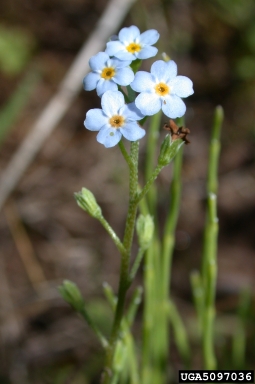 European sticktight, Lappula squarrosa  (Lamiales: Boraginaceae) - 5097036