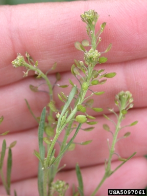greenflower pepperweed, Lepidium densiflorum  (Capparales: Brassicaceae) - 5097061