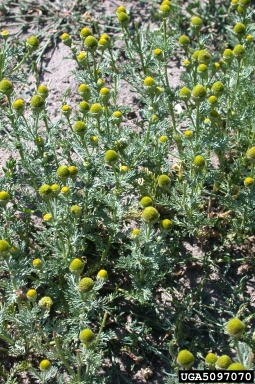 pineapple-weed, Matricaria discoidea  (Asterales: Asteraceae) - 5097070