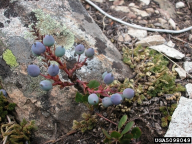creeping barberry, Mahonia repens  (Ranunculales: Berberidaceae) - 5098049