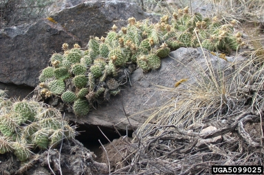 plains pricklypear, Opuntia polyacantha  (Caryophyllales: Cactaceae) - 5099025