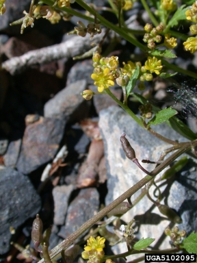 bluntleaf yellowcress, Rorippa curvipes  (Capparales: Brassicaceae) - 5102095