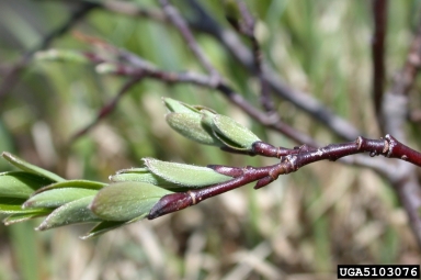 willow, Salix spp.  (Salicales: Salicaceae) - 5103076