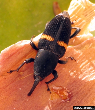 Mexican bromeliad weevil, Metamasius callizona  (Coleoptera: Curculionidae) - 5104061