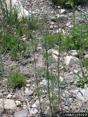 flixweed, Descurainia sophia  (Capparales: Brassicaceae) - 5105029