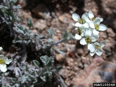 alpine smelowskia, Smelowskia calycina  (Capparales: Brassicaceae) - 5105048