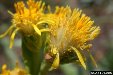 Parry's goldenrod, Oreochrysum parryi  (Asterales: Asteraceae) - 5106006