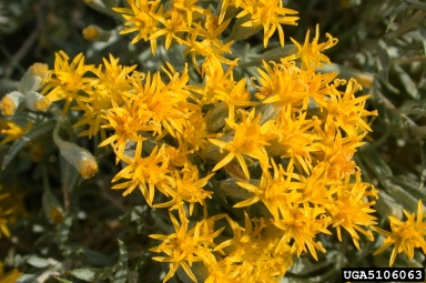 spineless horsebrush, Tetradymia canescens  (Asterales: Asteraceae) - 5106063