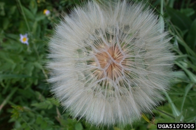 western salsify, Tragopogon dubius  (Asterales: Asteraceae) - 5107005