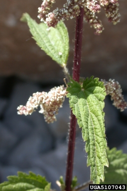 California nettle, Urtica dioica ssp. gracilis (Urticales: Urticaceae) - 5107043