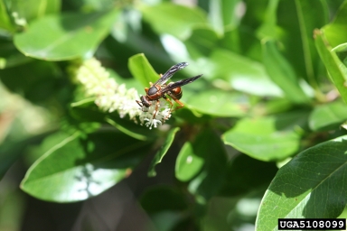 paper wasp (Polistes fuscatus ) on swamp titi (Cyrilla racemiflora ) - 5108099