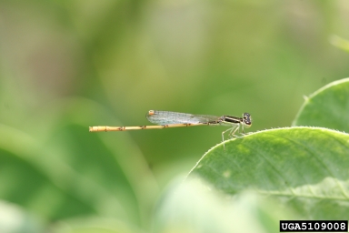 citrine forktail (Ischnura hastata ) on sicklepod (Senna obtusifolia ) - 5109008