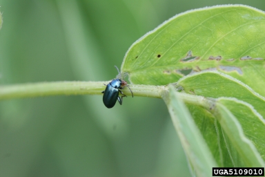 flea beetles (Altica spp. ) on sicklepod (Senna obtusifolia ) - 5109010